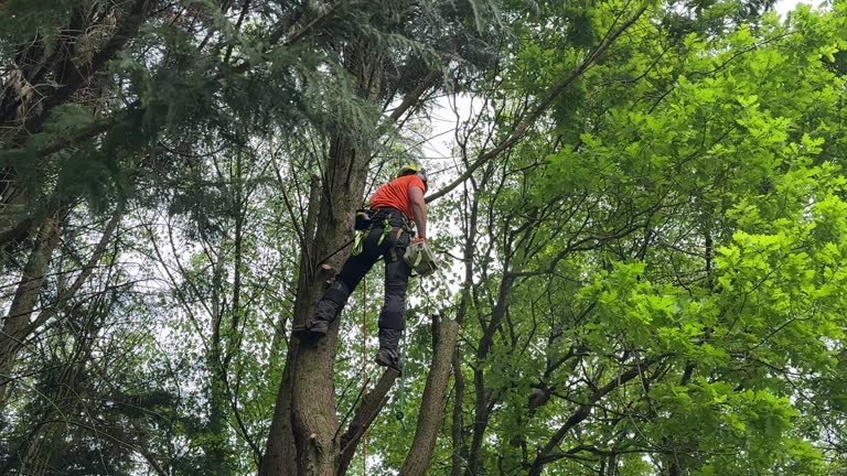 Reliable Raymond, WA Tree Removal and Landscaping Services Solutions